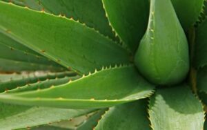 aloe vera plant