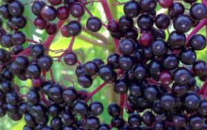 elderberry plant