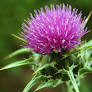 milk thistle flower