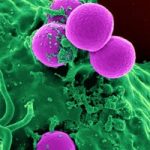 Did You Know 90% of Your Body Cells Are Not You!