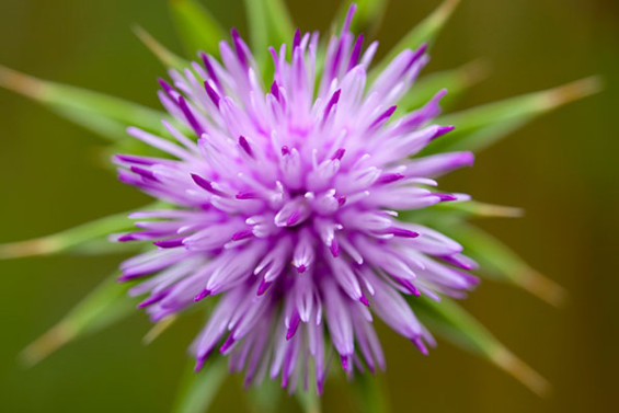 milk thistle