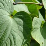Help Calm Anxiety Down With Kava