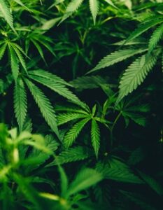 hemp plants