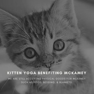 Kitten yoga