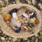 Medicine and Miracles in Mushrooms