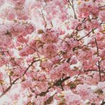 Fighting Seasonal Allergies Naturally