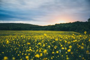 field of flowers and plants with sunset