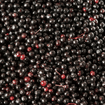 Elderberry 101