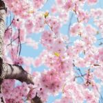 The Six Proven Natural Remedies for Spring Allergy Relief