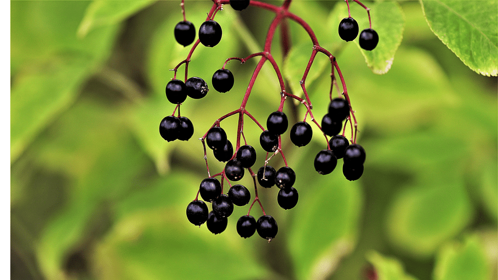 elderberry plant in the wild