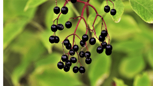 elderberry plant in the wild