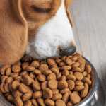 Real Dog Food Wins Over Kibble: Nurture Your Dog’s True Capacity to Thrive!