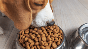 dog eating kibble