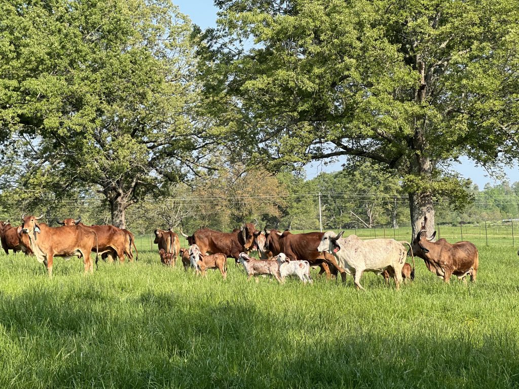 regenerative farming