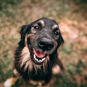 healthy dog smiling