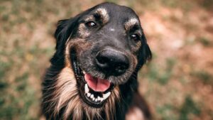 healthy dog smiling