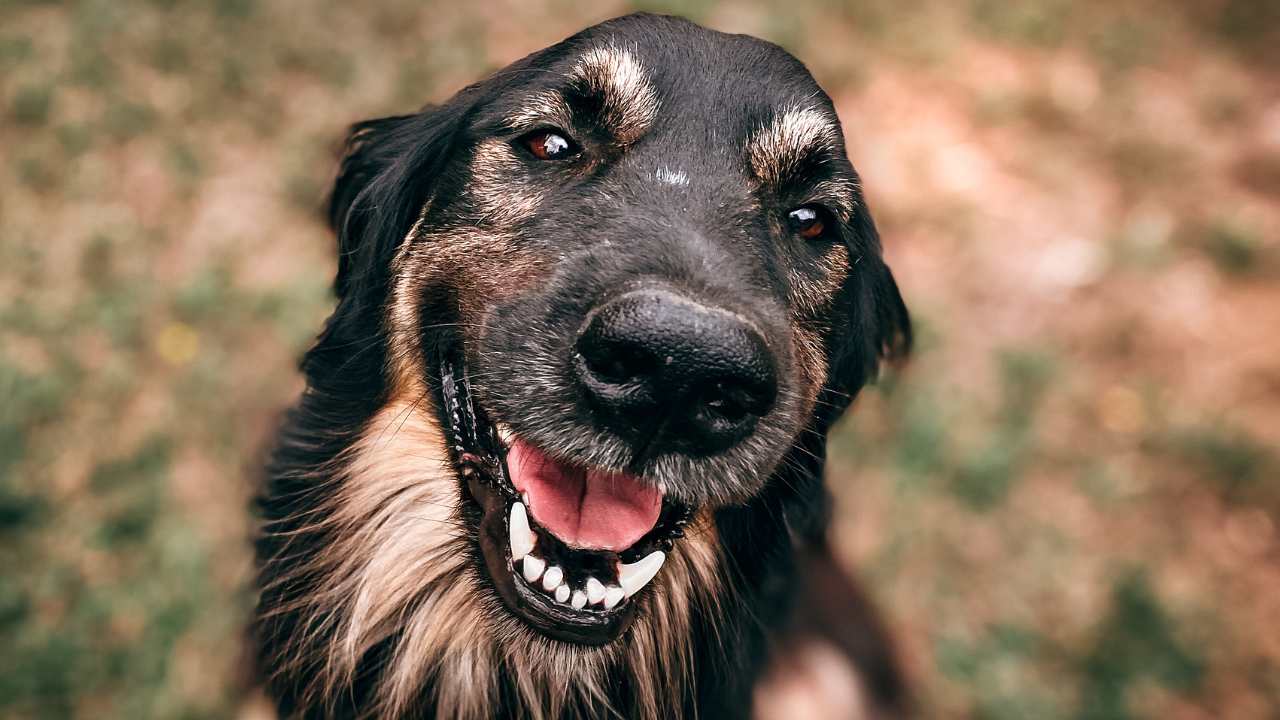 healthy dog smiling